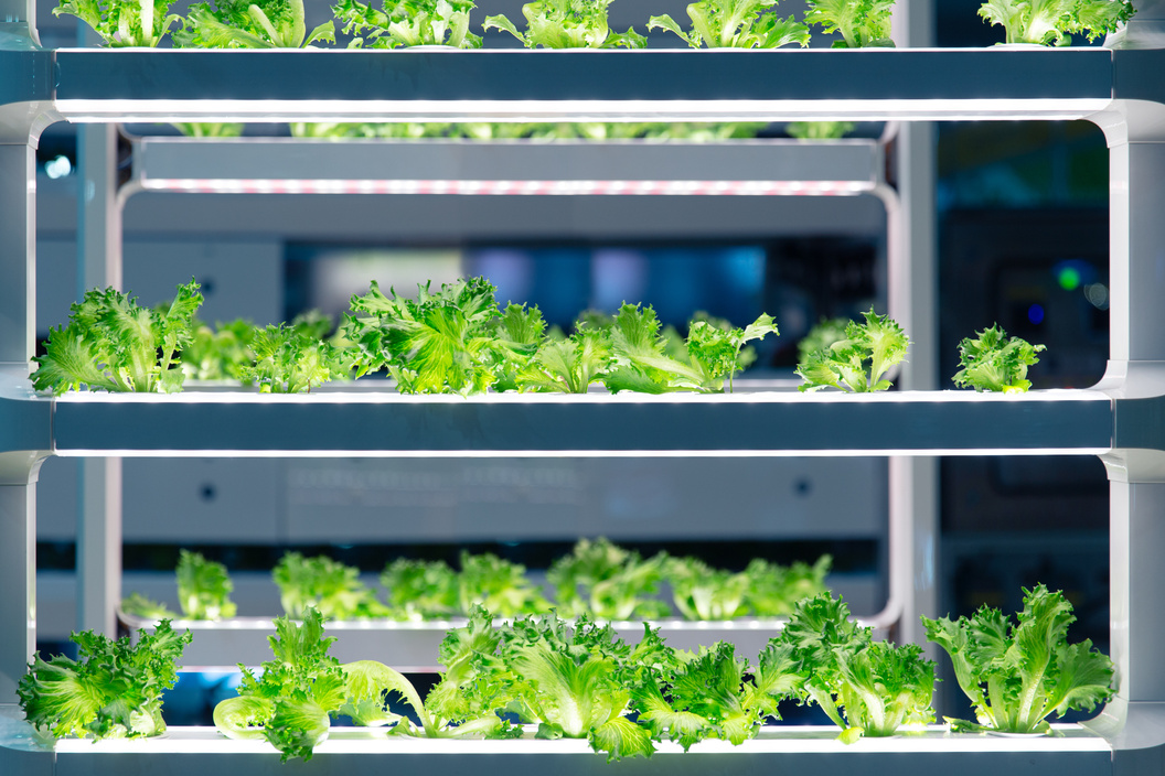 Lettuce Grow in Lab with Advance Aquaponic Agriculture Technology or Hydroponic. Plant Bio Science Research for Genetic Engineering in Lab Test.